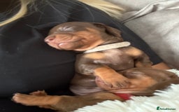 Dachshund dogs for sale: Beautiful litter of dachshund puppies … ONE  LEFT  - Image 6