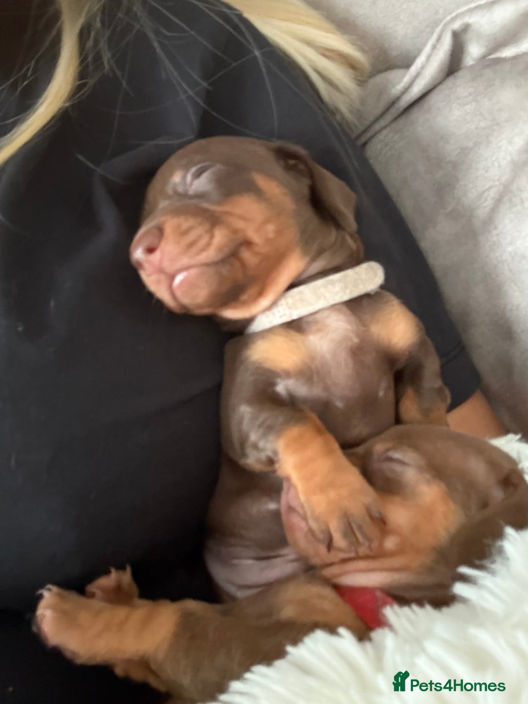 Dachshund dogs for sale: Beautiful litter of dachshund puppies … ONE  LEFT  - Image 6