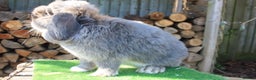 Mini Lop rabbits for sale: Adult mini lop rabbits  - Advert 2