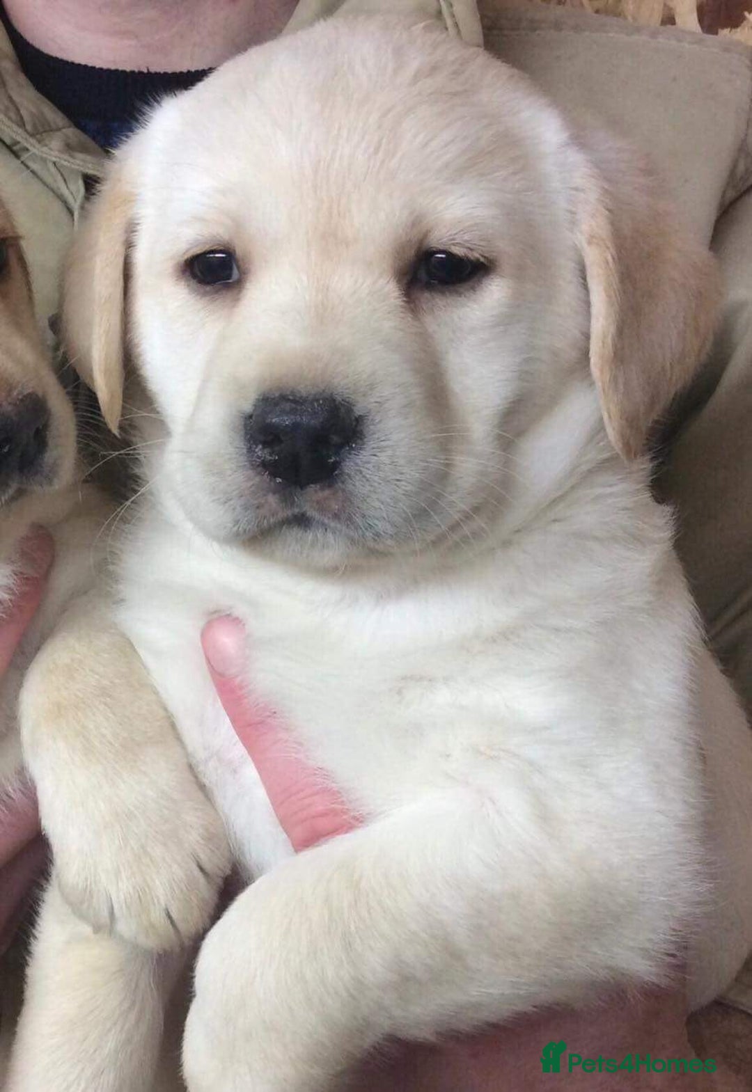 Labrador Retriever dogs for sale: READY NOW - Beautiful Show Type Labrador Puppies - Advert 4