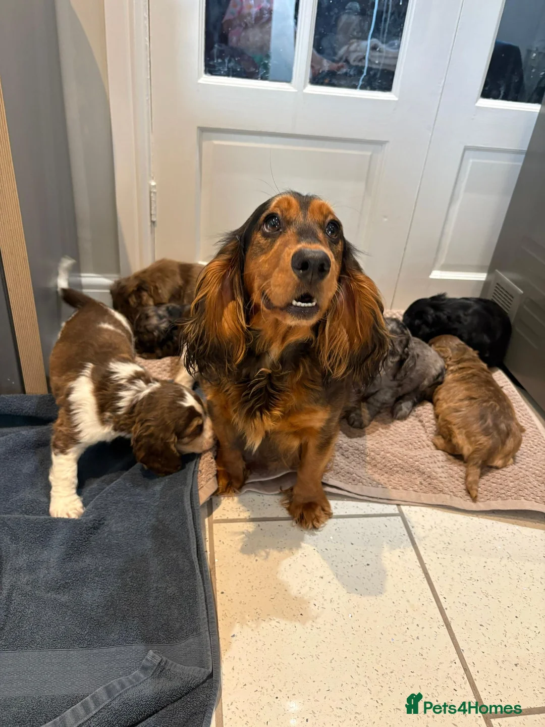 Cocker Spaniel dogs for sale: 100% Pedigree full show type DNA health tested  in Worksop - Advert 13
