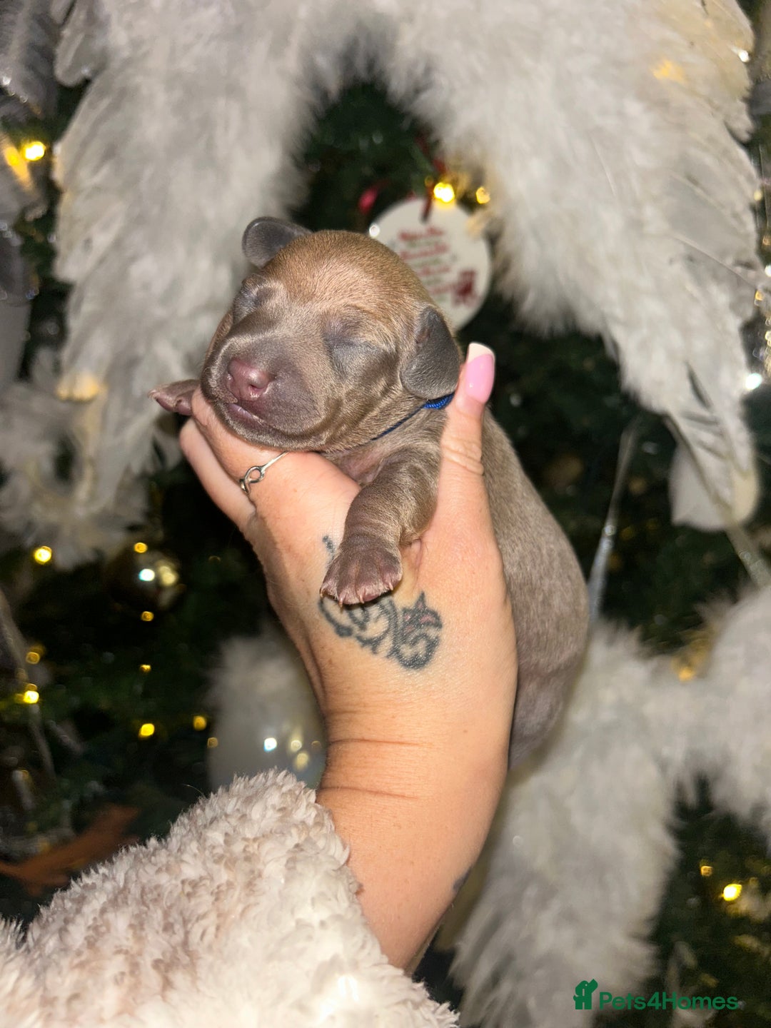 Miniature Dachshund dogs for sale: Tiny Kaninchen dachshunds  - Advert 4