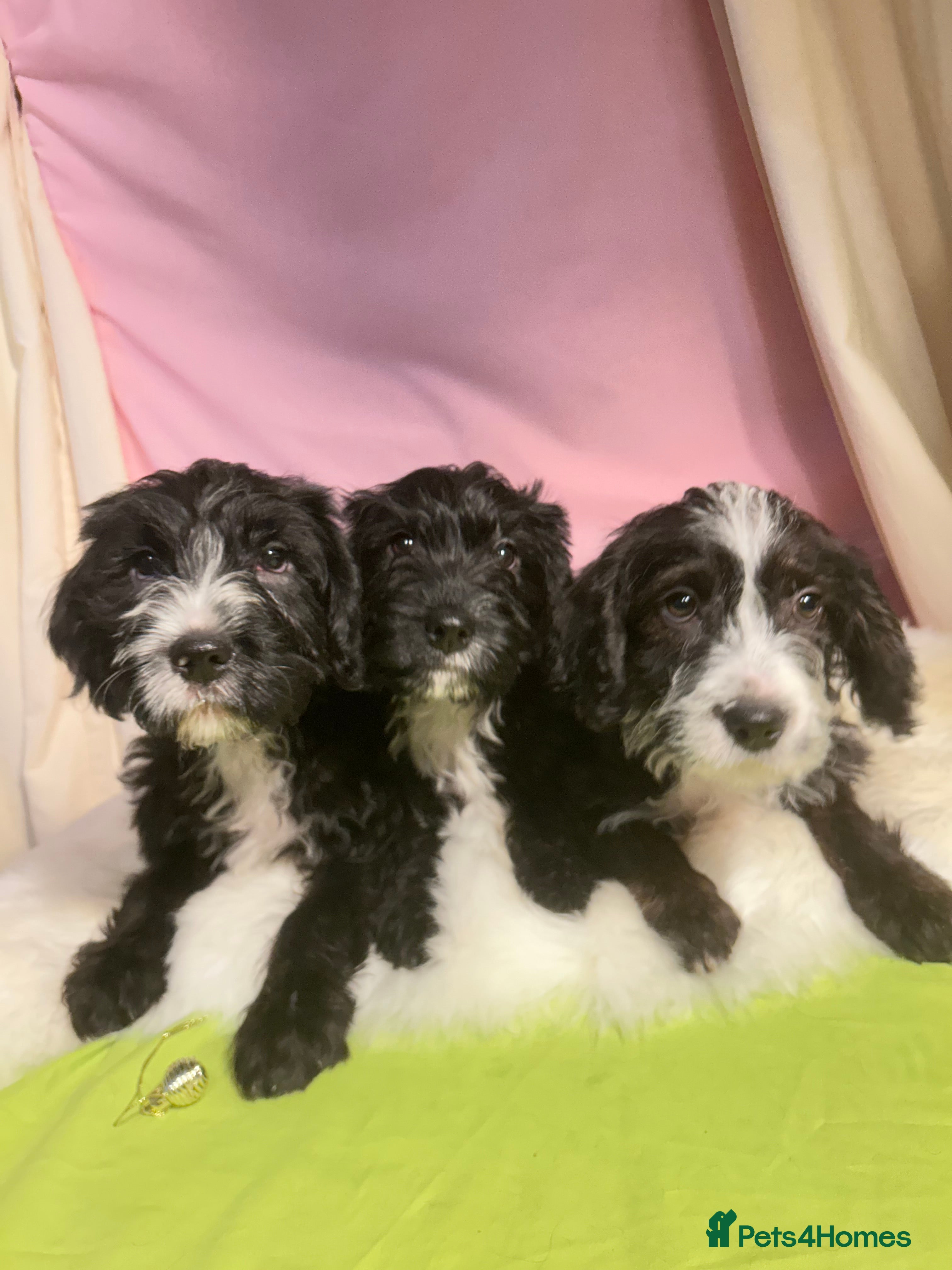 Mixed Breed dogs Staffypoos for sale - Advert 5