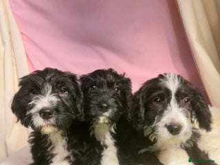 Mixed Breed dogs Staffypoos for sale - Advert 13