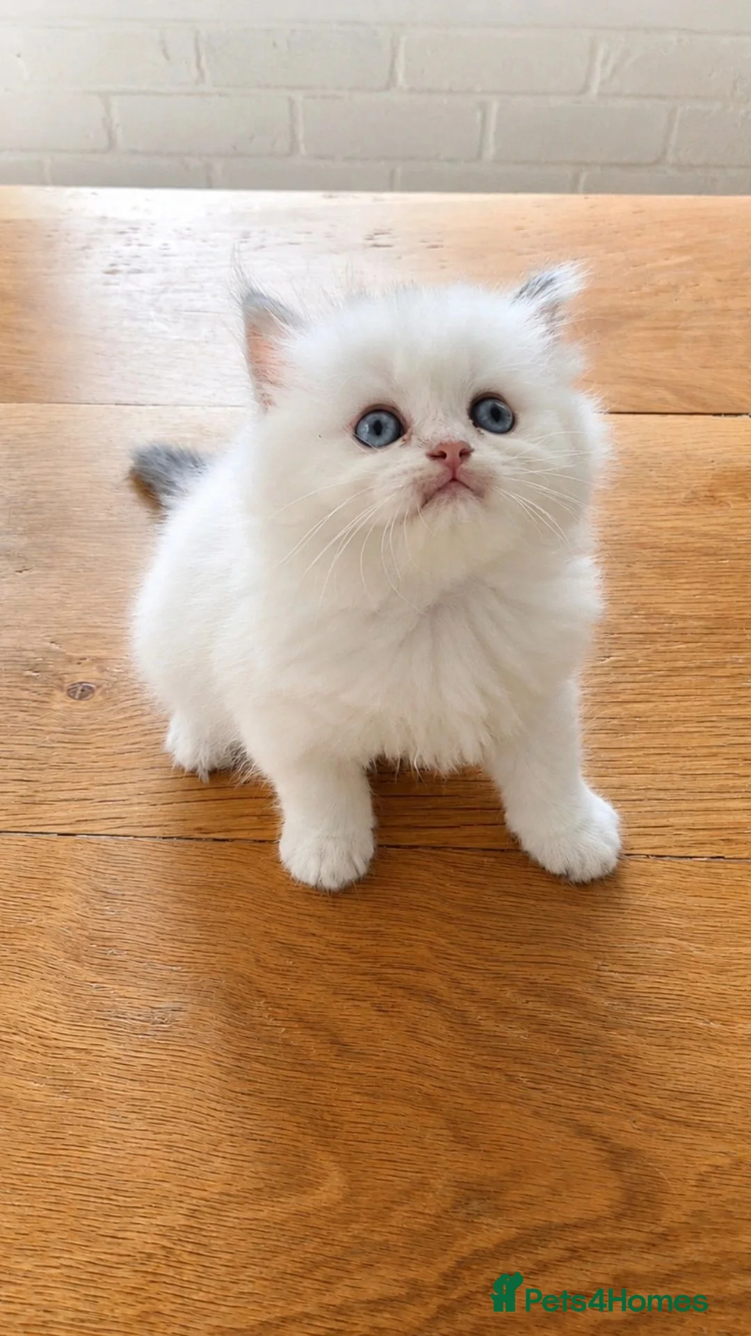 British Longhair cats for sale: BLH & BSH sisters  - Advert 2