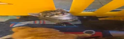 Mixed Breed cats for sale: Little kittens  - Advert 15