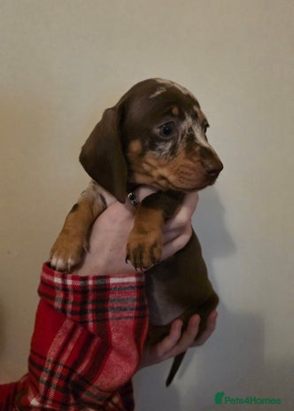 Miniature Dachshund dogs - Advert 7