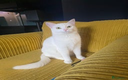 Domestic Shorthair cats for sale: Heartbreaking Rehome-18 month old Pure White Cat x - Image 11