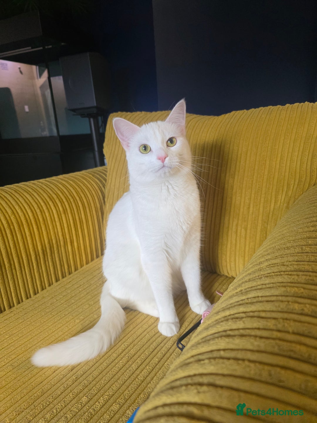 Domestic Shorthair cats for sale: Heartbreaking Rehome-18 month old Pure White Cat x - Image 11
