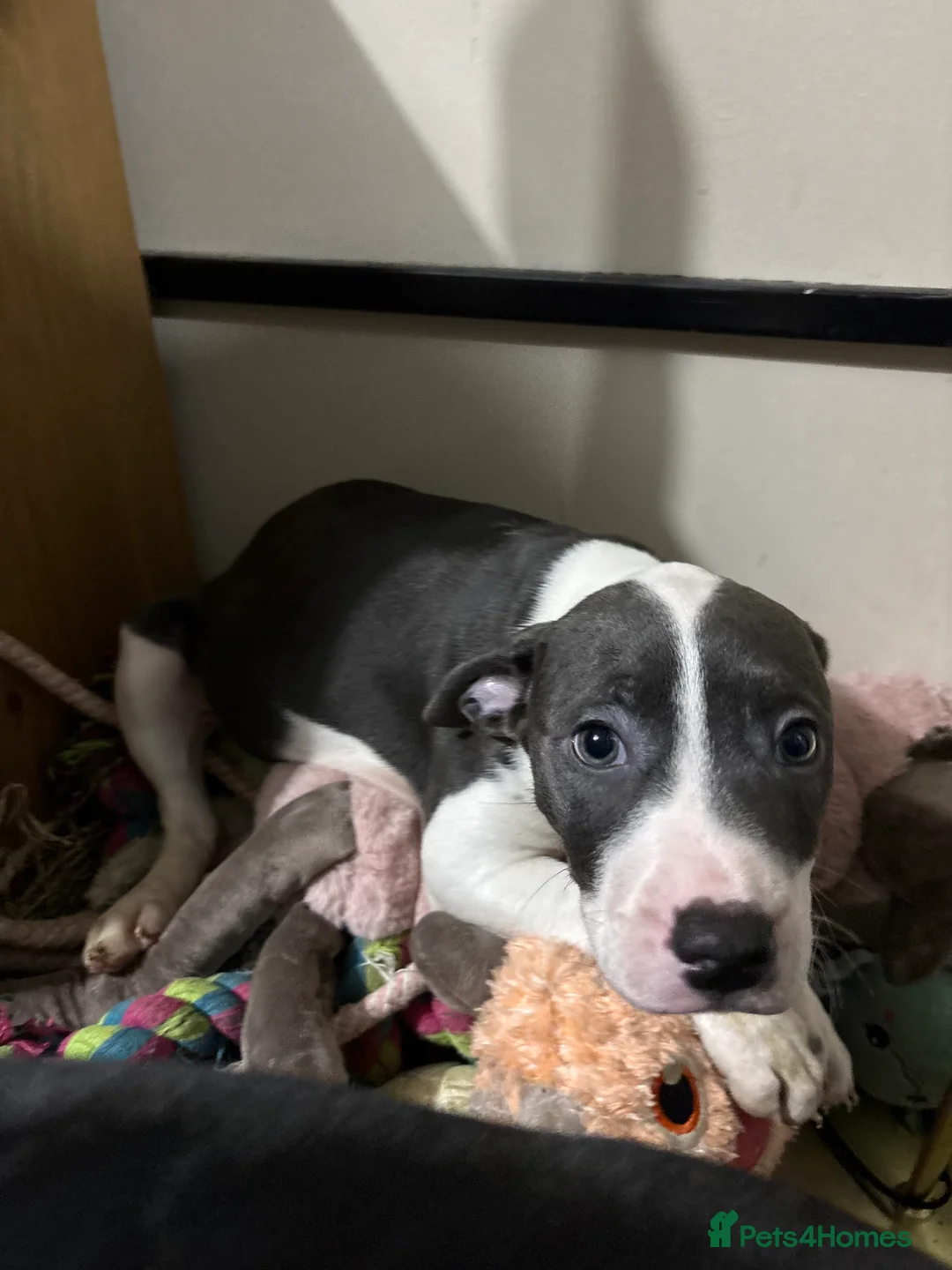 Mixed Breed dogs for sale: Staffy X Rhodesian Ridgeback  - Advert 7