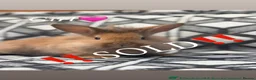 Lionhead rabbits for sale: Lionhead babies ready now 8 weeks old - Advert 6