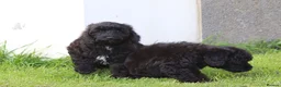 Cavapoo dogs for sale: Beautiful Cavapoo puppies for sale - Advert 25