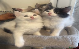 Ragdoll cats for sale: Beautiful Ragdoll Kittens  - Image 1