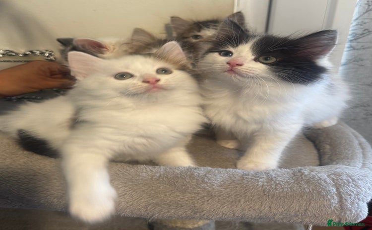 Ragdoll cats - Advert 1