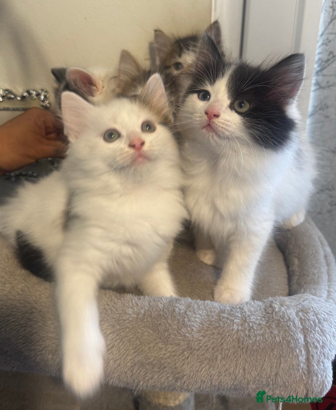Ragdoll cats for sale: Beautiful Ragdoll Kittens  - Image 1