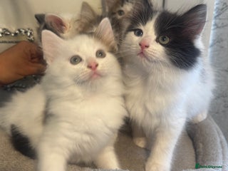 Mixed Breed cats - Advert 3