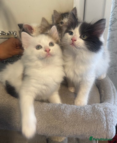 Mixed Breed cats - Advert 1