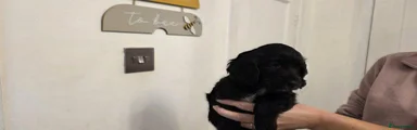 Cocker Spaniel 4