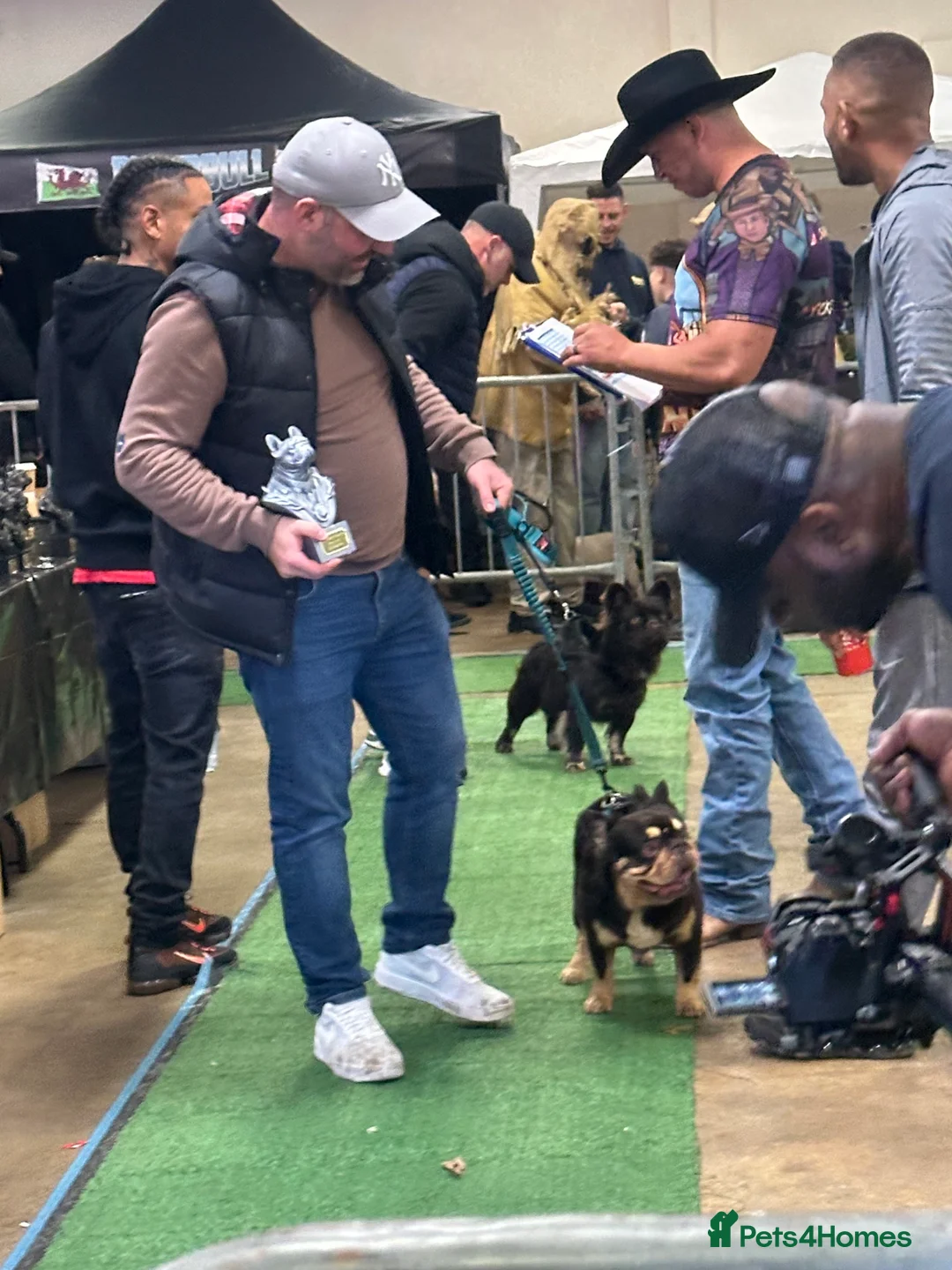 French Bulldog dogs for stud: Visual Big 🧶 Fluffy Stud in Abertillery - Advert 13