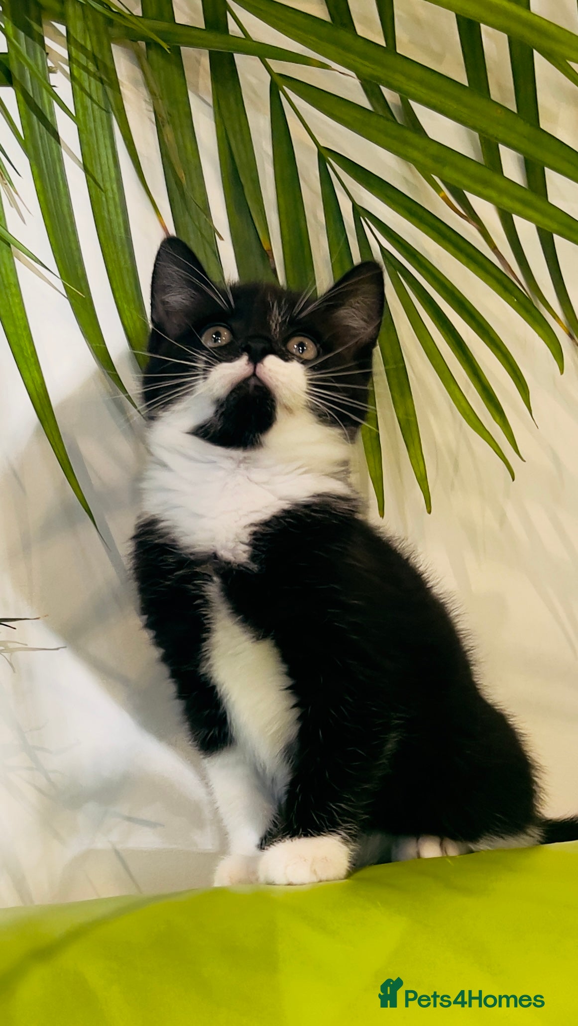 Mixed Breed cats Wonderful ,healthy clever village Kittens for sale - Advert 5