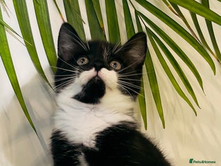 Mixed Breed cats Wonderful ,healthy clever village Kittens for sale - Advert 12