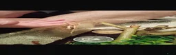 Gecko reptiles for sale: Baby crested gecko’s in Wolverhampton - Advert 6