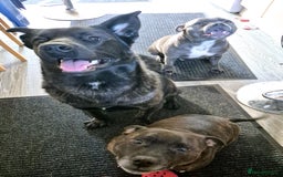 Mixed Breed dogs for sale: Akita cross presa canario  - Image 2