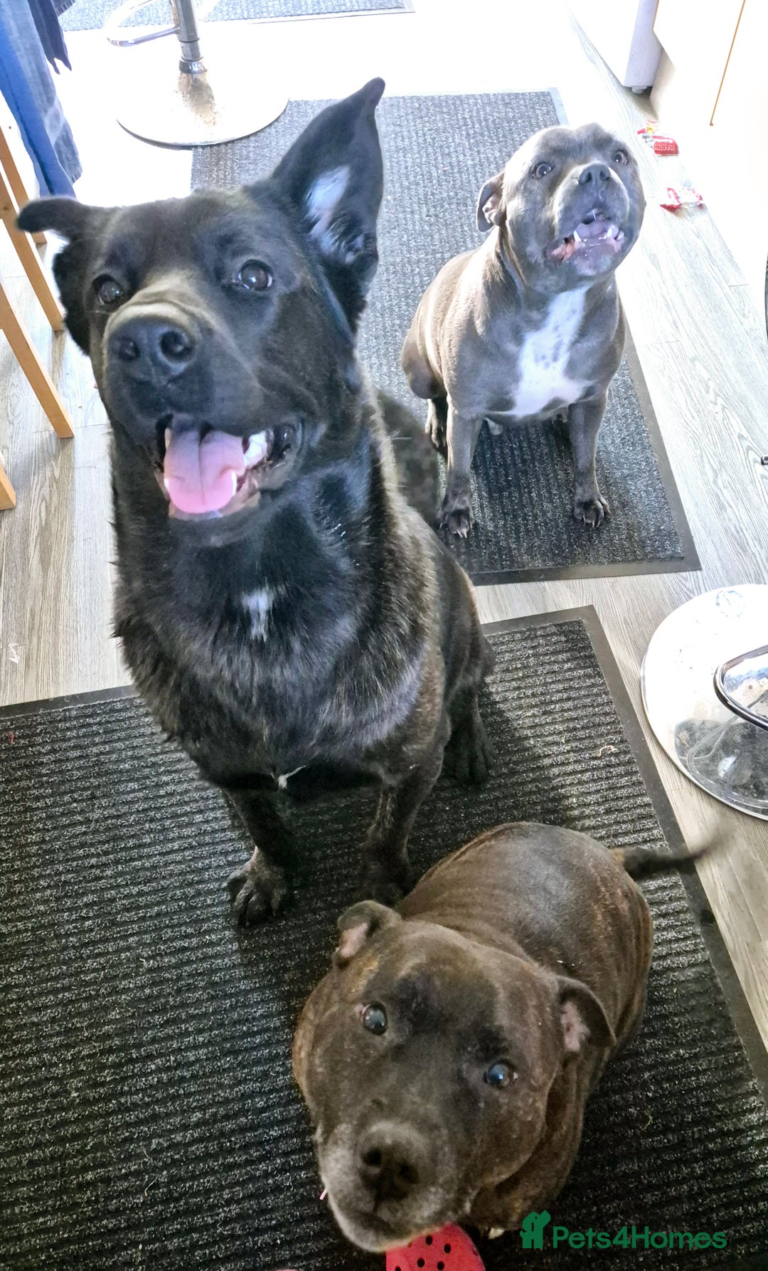 Mixed Breed dogs for sale: Akita cross presa canario  - Image 2