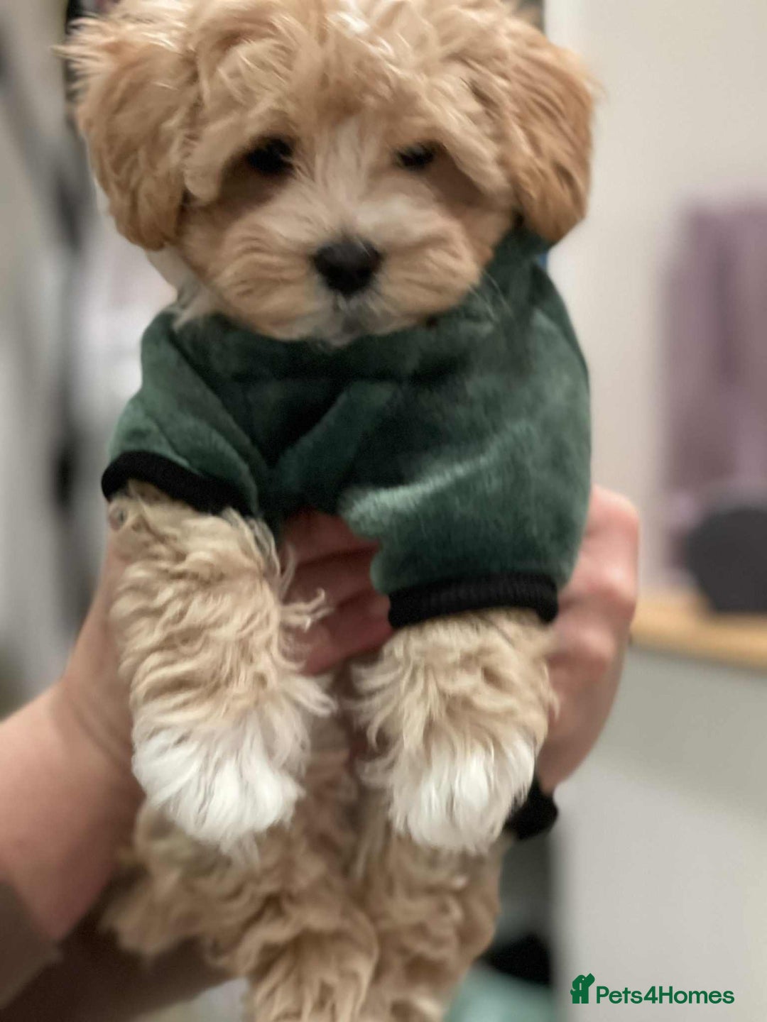 Maltipoo dogs for sale: Maltipoo girl puppy for sale  - Advert 1