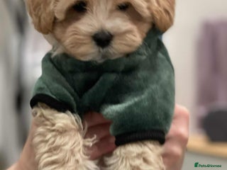 Maltipoo dogs Maltipoo girl puppy for sale - Advert 1