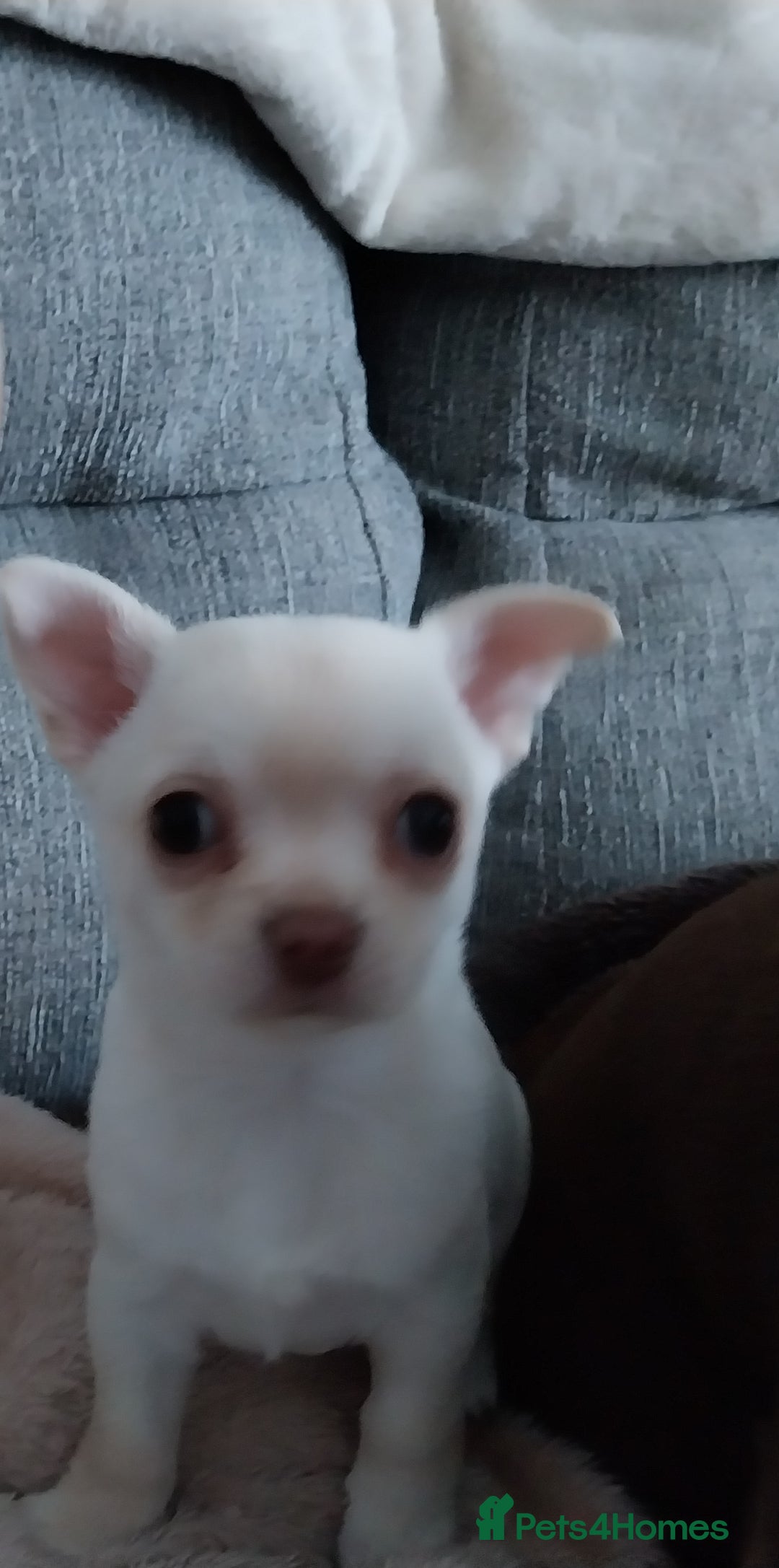 Chihuahua dogs for sale: Chihuahua puppies  - Advert 3