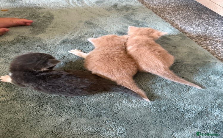 Mixed Breed cats - Advert 1