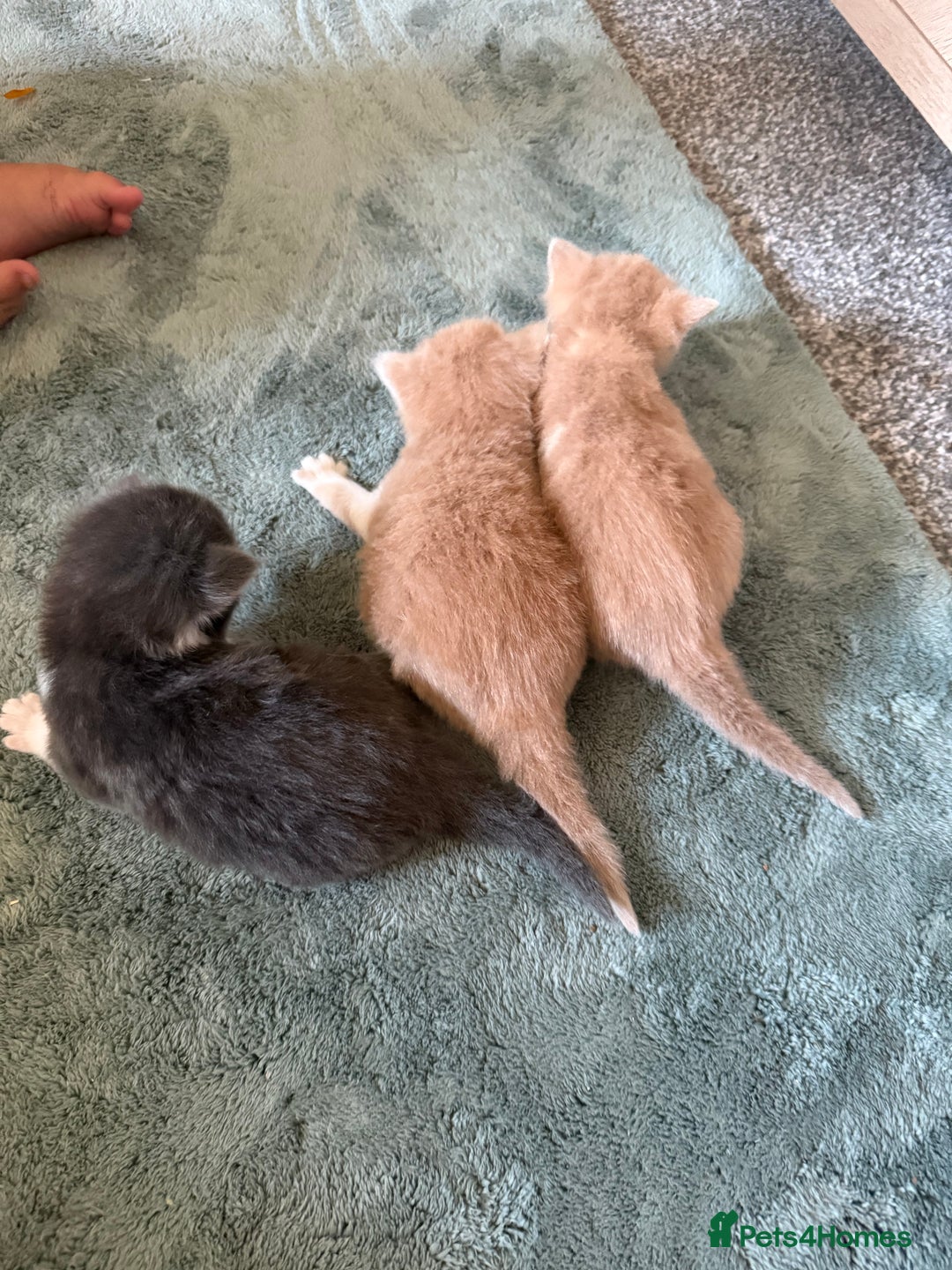 Mixed Breed cats for sale: 3 male kittens looking for new homes  - Image 1