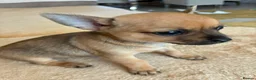 Jack Chi dogs for sale: Jack chi in Liverpool - Advert 4