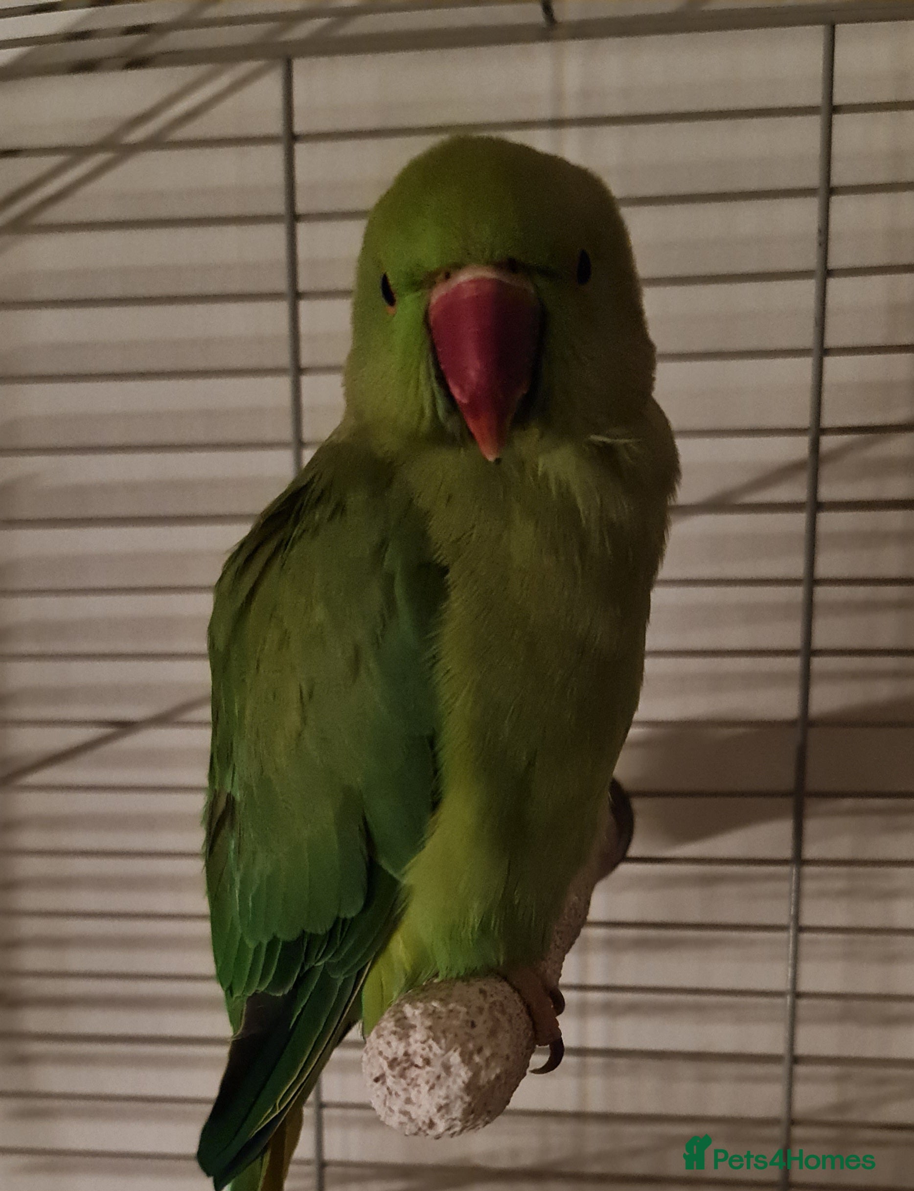 Parakeets birds Young Male Ringneck - Advert 1