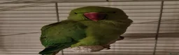 Parakeets birds for sale: Young Male Ringneck - Advert 1