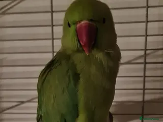 Parakeets birds Young Male Ringneck - Advert 1
