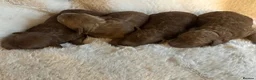 Cockapoo dogs for sale: ❤️🐾Stunning dark fox red F1b cockapoos 🐾❤️ - Advert 10