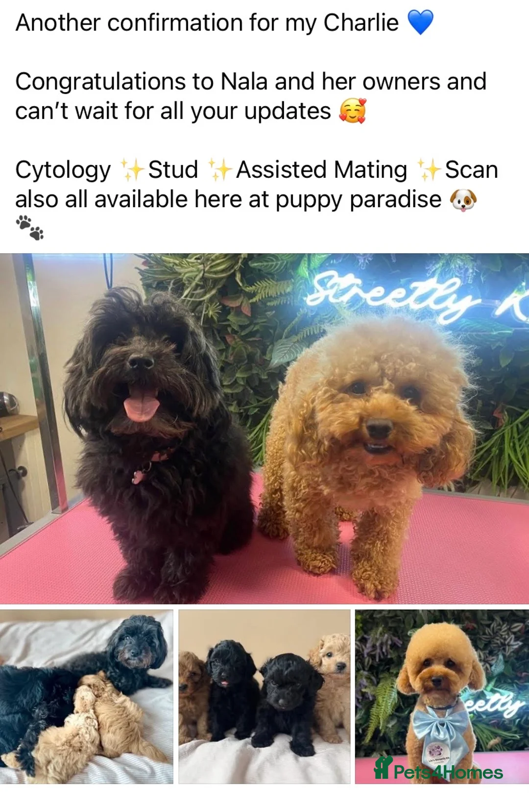 Toy Poodle dogs for stud: Charlie KC Toy poodle  extensively health tested  - Advert 2