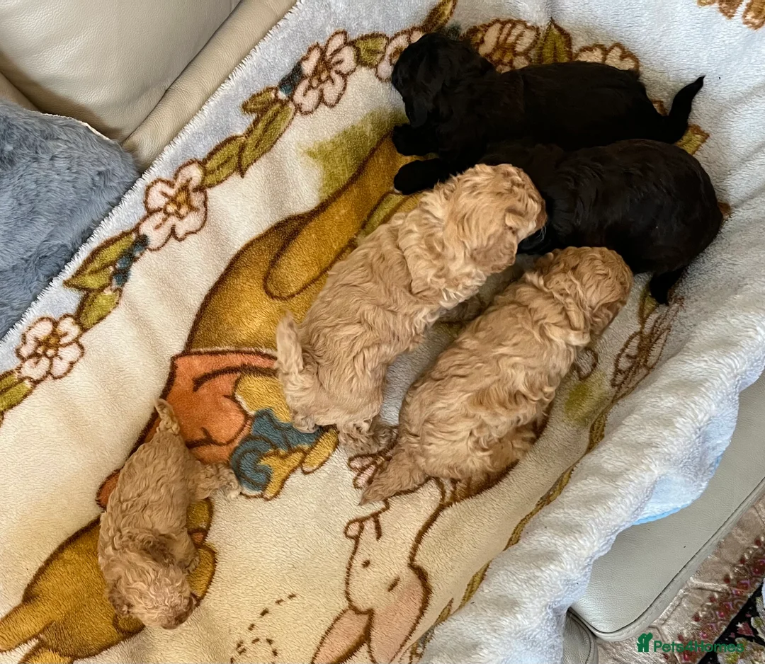 Shihpoo dogs for sale: 1 girl left shihpoo puppy fully vaccinated  - Advert 4