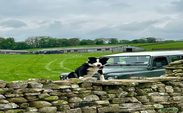 Border Collie dogs - Advert 6