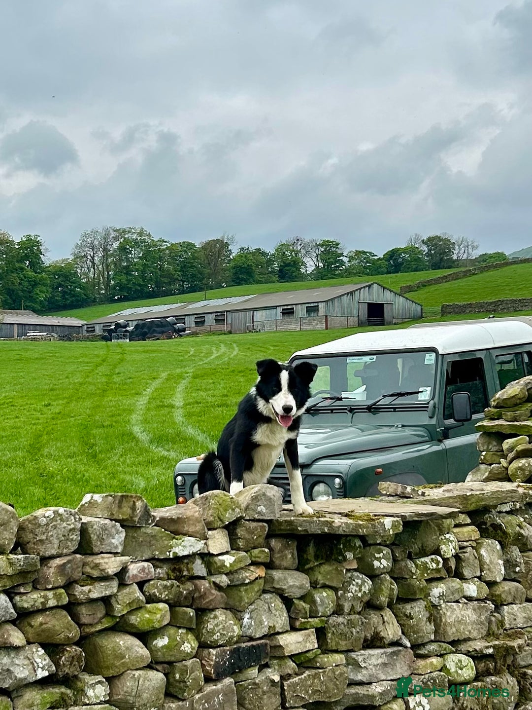 Border Collie dogs for sale: dog for sale - Image 1