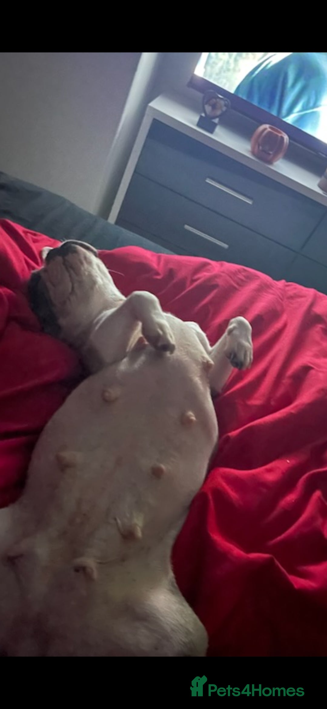 French Bulldog dogs for sale: 3yrs old French bulldog bitch  - Image 9