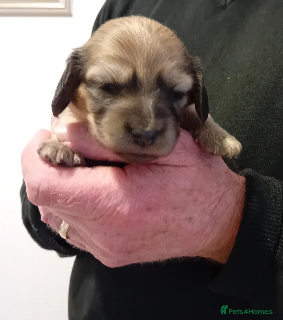 Miniature Dachshund dogs for sale: Miniature Longhaired Puppies - Advert 2