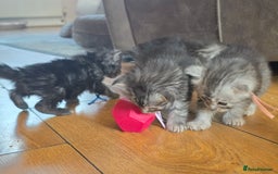 Maine Coon cats for sale: Beautiful 3/4 maincoon kittens  - Image 12