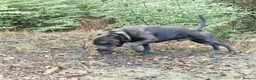 Staffordshire Bull Terrier dogs for stud: Kenbloom Mcintosh  - Advert 22