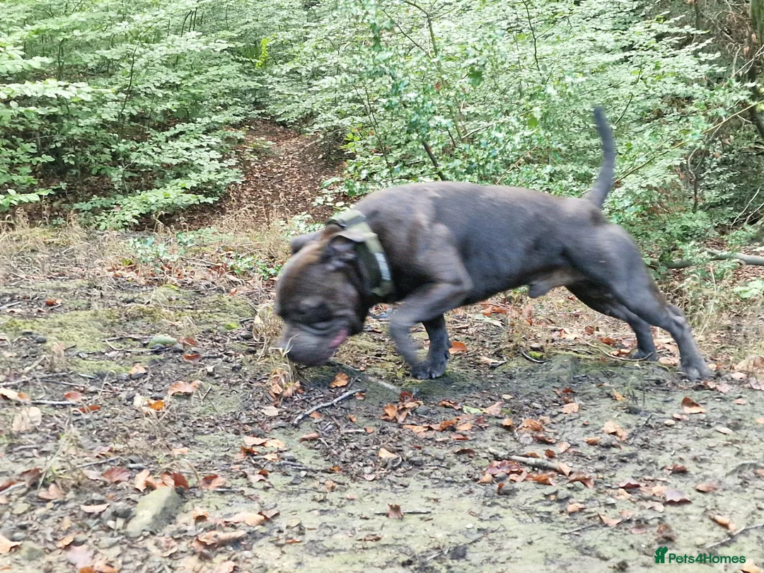 Staffordshire Bull Terrier dogs for stud: Kenbloom Mcintosh  - Advert 22