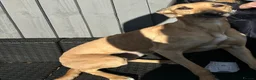 Greyhound dogs for sale: Trickii  - Advert 3