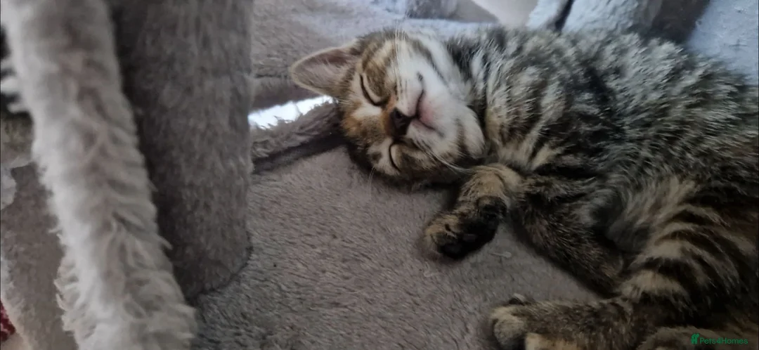 Mixed Breed cats for sale: Adorable colourful kitten 😸  in London - Advert 1