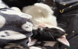 British Shorthair cats for sale: Two loving kittens ready for their forever home! - Image 4